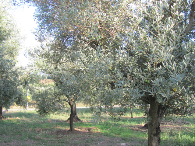 Olives Trees Apulia